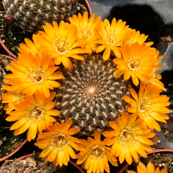 Sulcorebutia arenacea