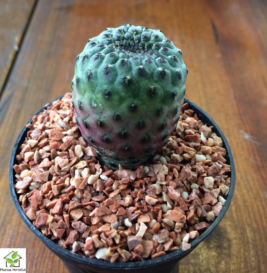 Sulcorebutia rauschii violacidermis