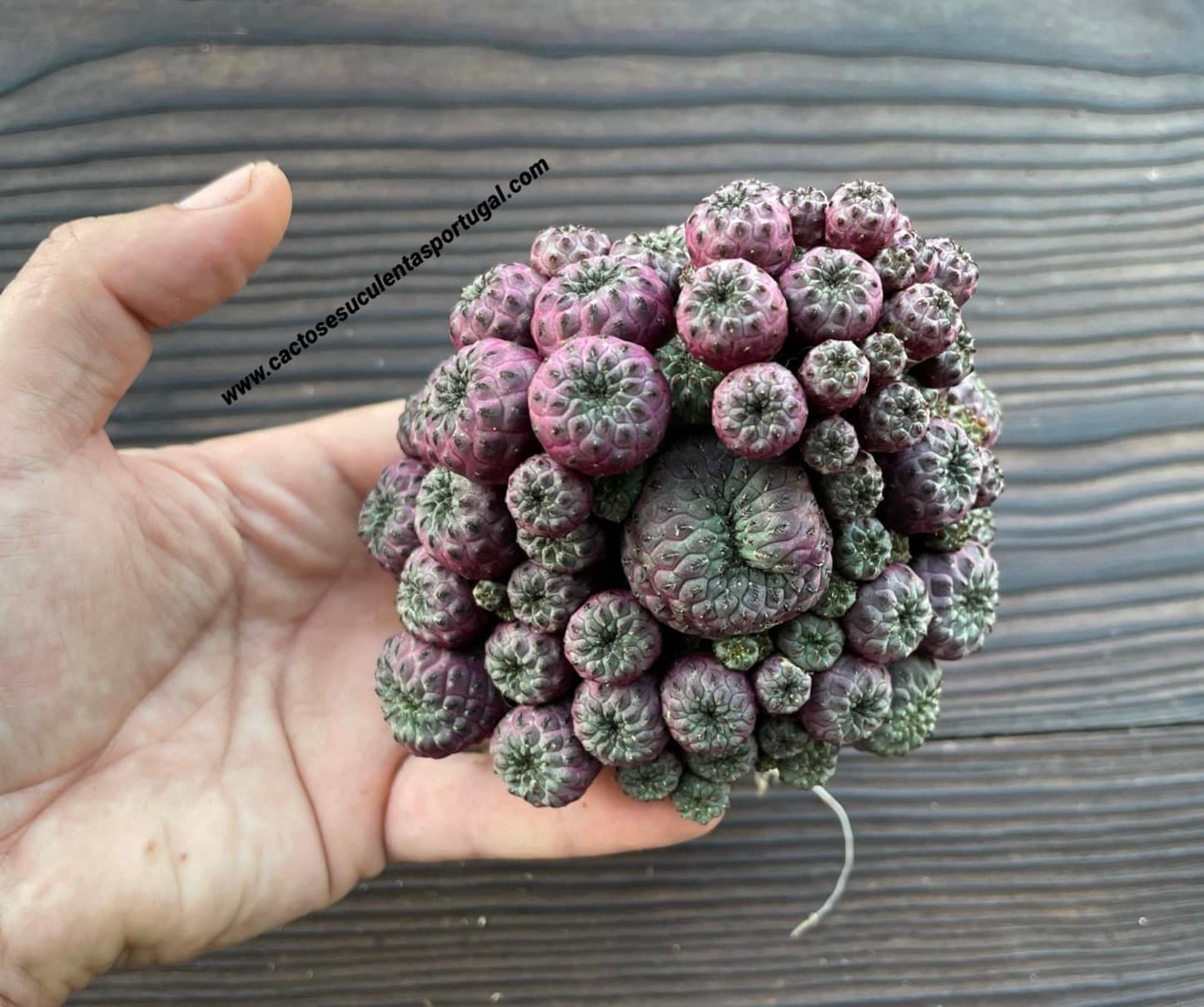 Sulcorebutia rauschii f. violacidermis, 