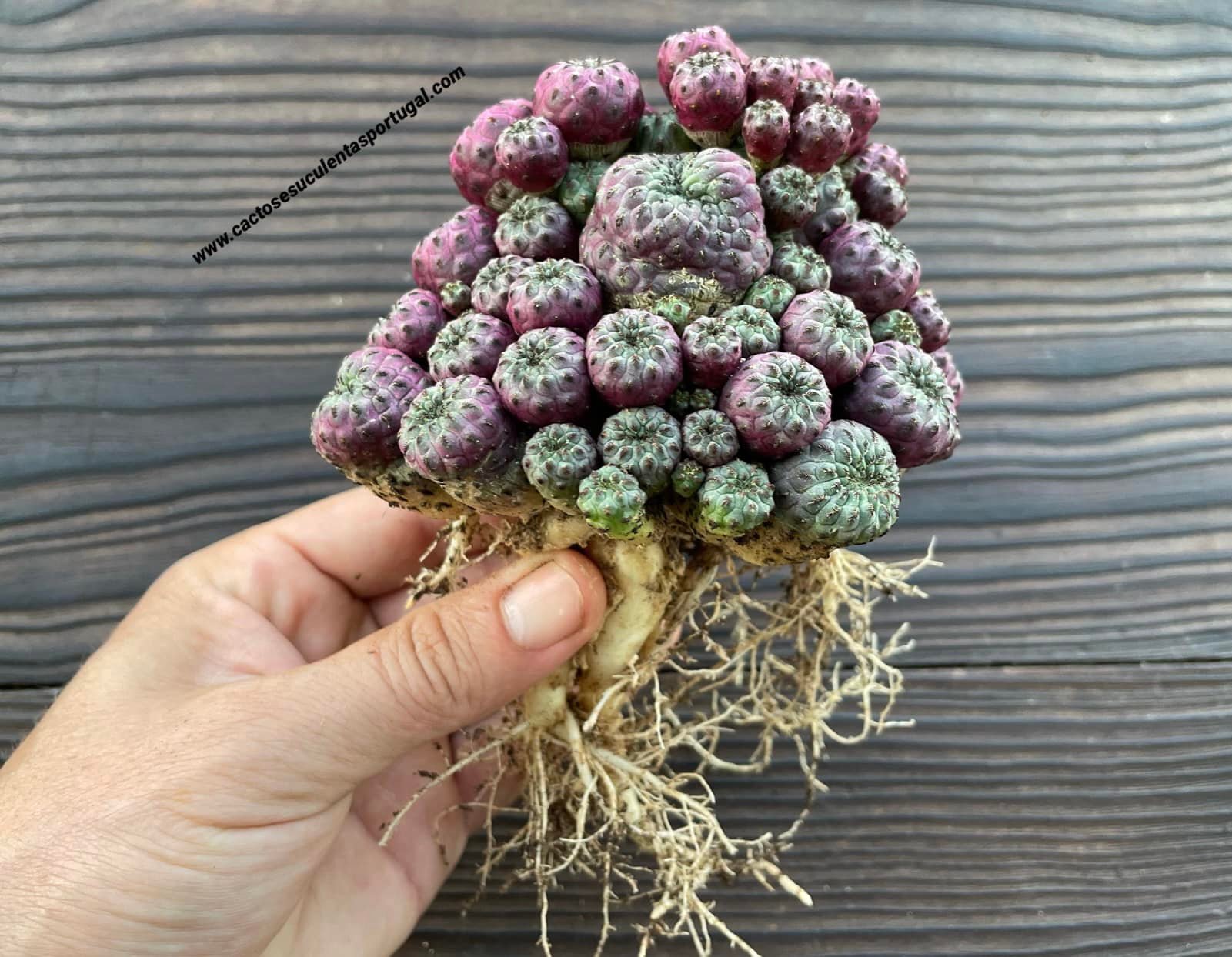 Sulcorebutia rauschii f. violacidermis, 
