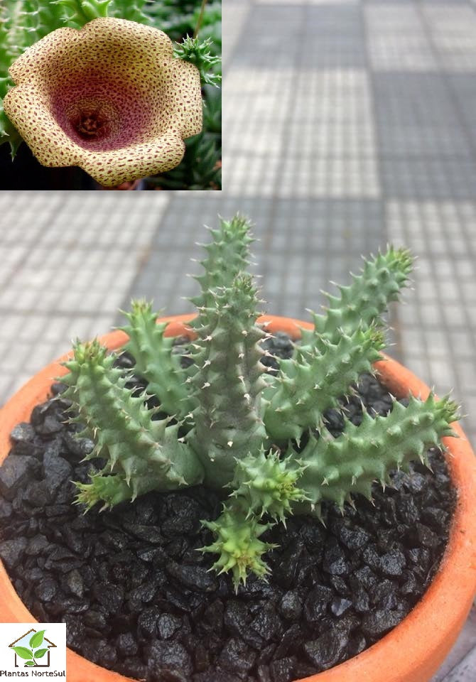 Tavaresia Meintjesi
