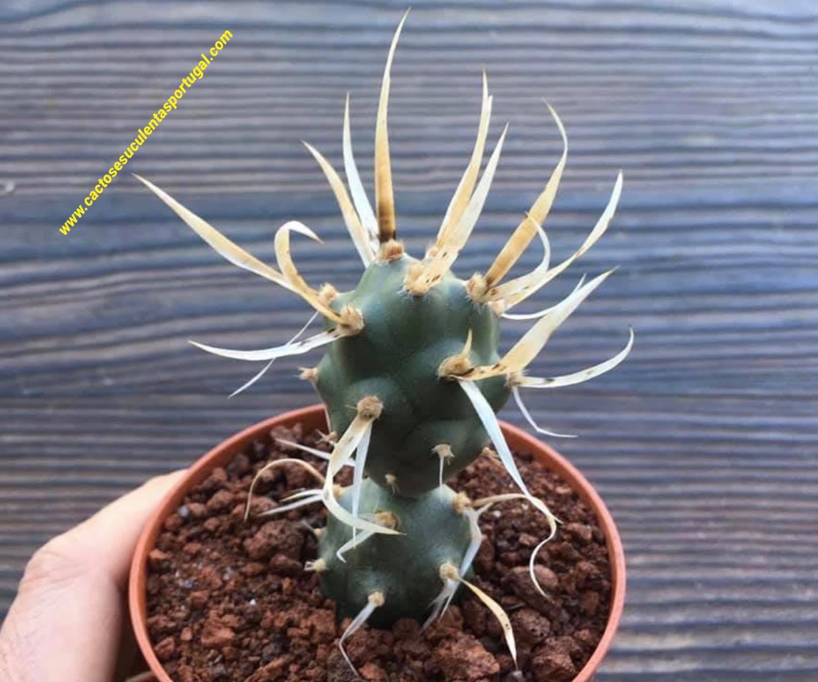 Tephrocactus Articulatus Papyracanthus