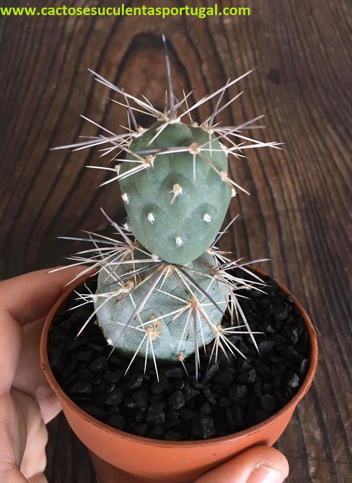 Tephrocactus Alexanderi
