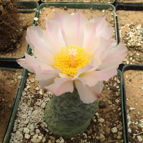 Tephrocactus Alexanderi