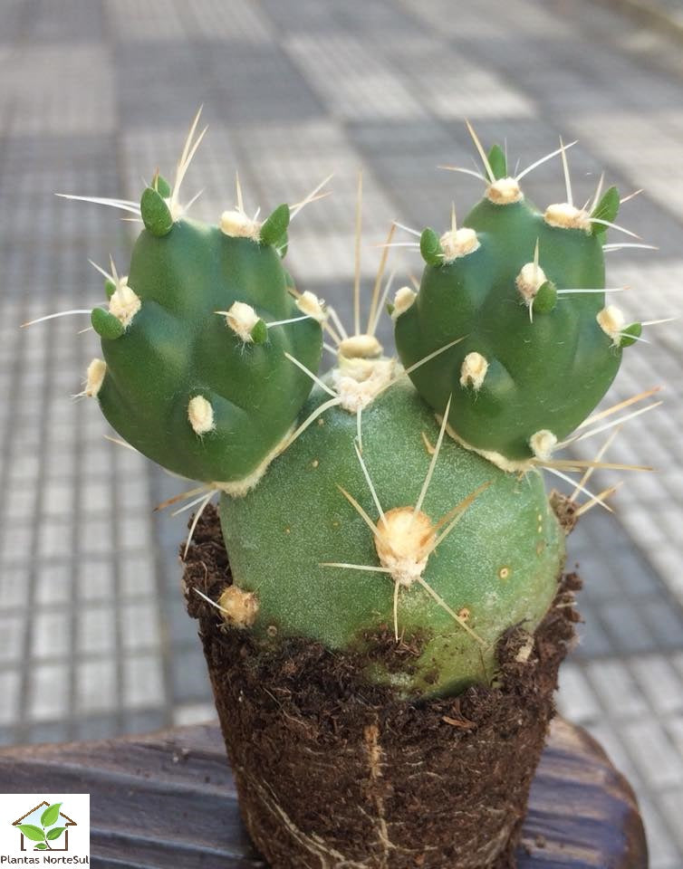 Tephrocactus pentlandii