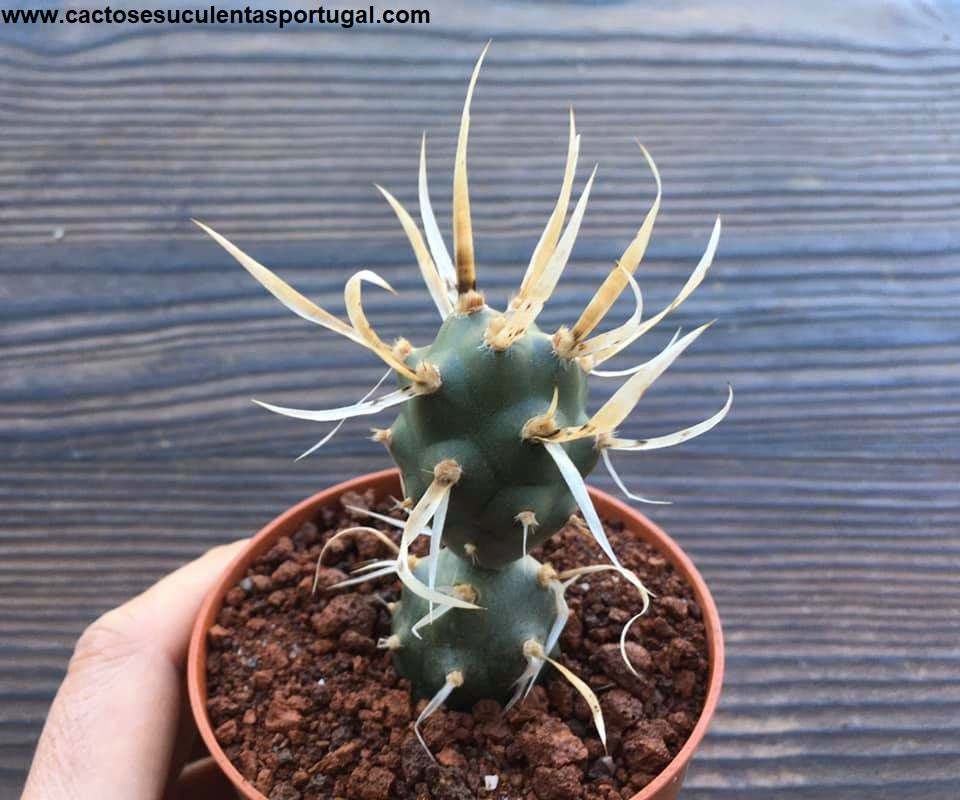 Tephrocactus Articulatus Papyracanthus