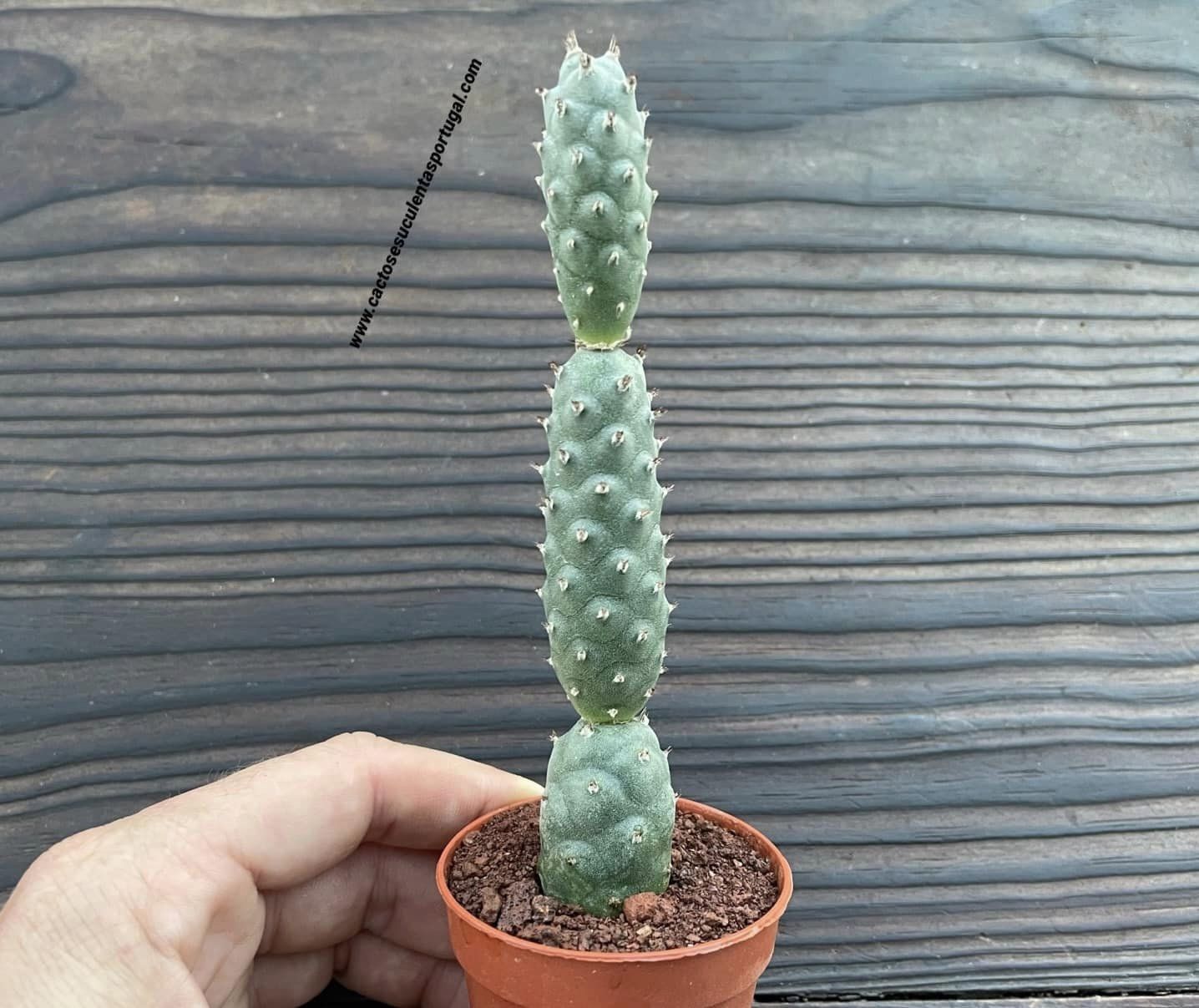 Tephrocactus articulatus var. inermis