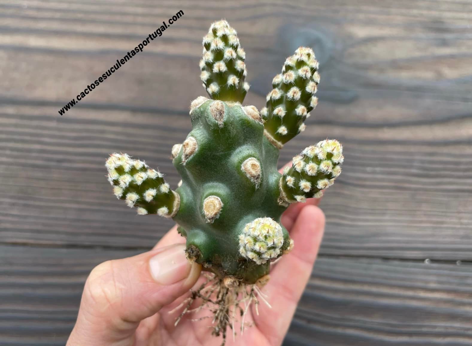 Tephrocactus articulatus var. strobiliformis
