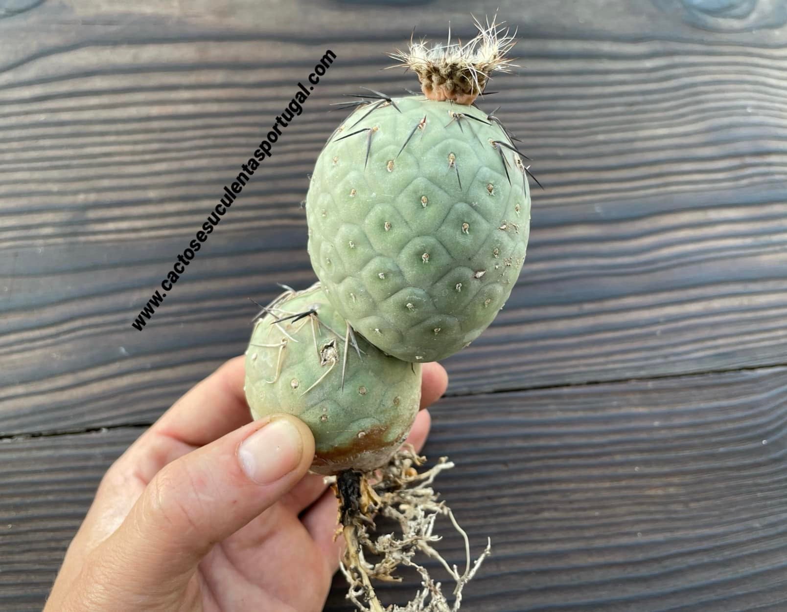 Tephrocactus geometricus, (two balls)