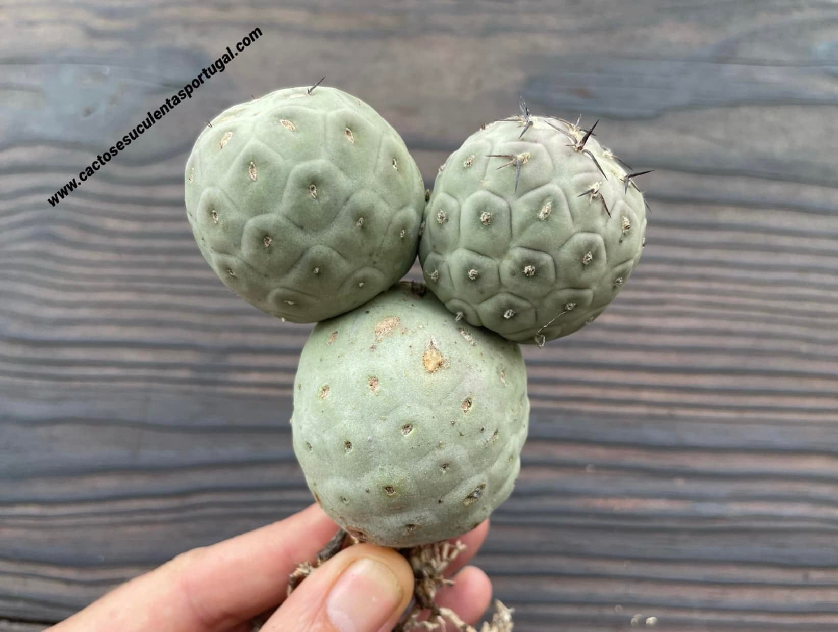 Tephrocactus geometricus