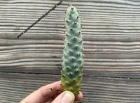 Tephrocactus turpinii