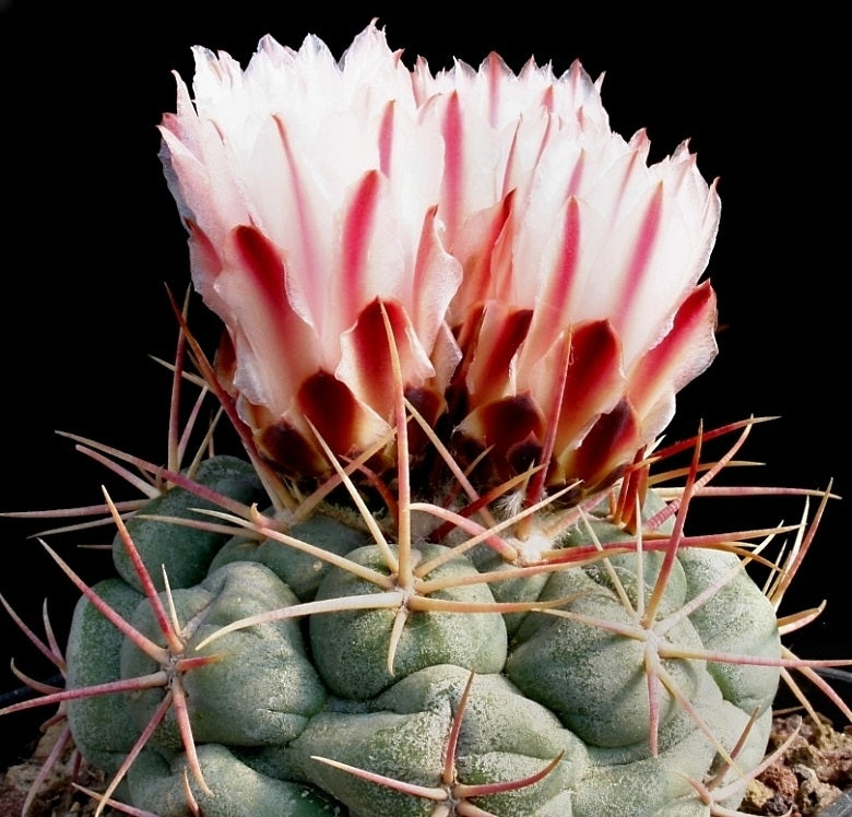Thelocactus hexaedrophorus