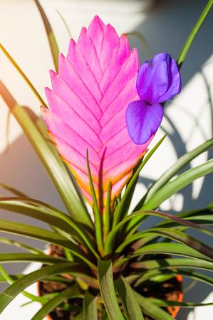 Tillandsia Cyanea Anita