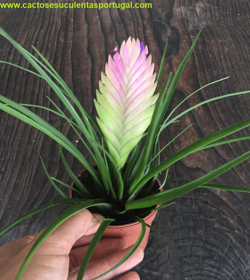 Tillandsia Cyanea Anita