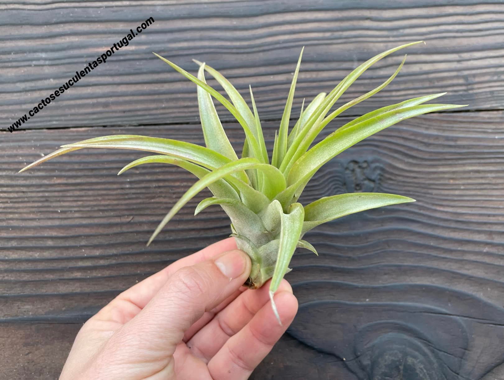 Tillandsia brachycaulos