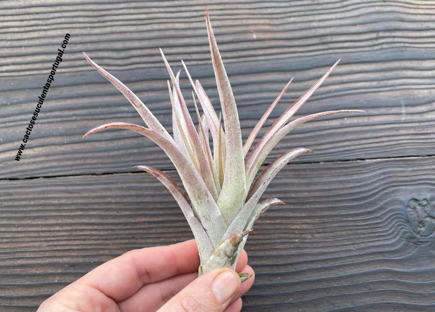 Tillandsia capitata