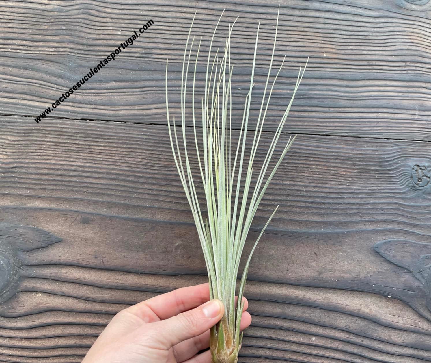 Tillandsia juncea