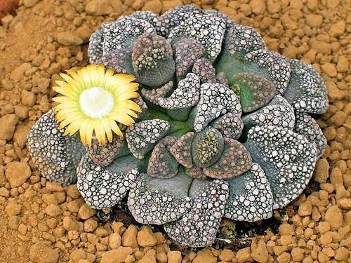 Titanopsis calcarea