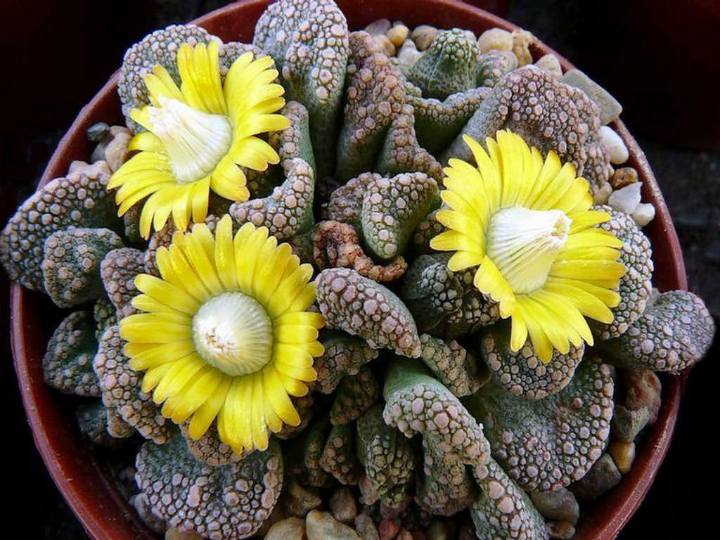 Titanopsis calcarea