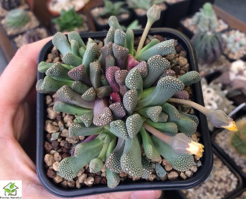 Titanopsis schwantesii
