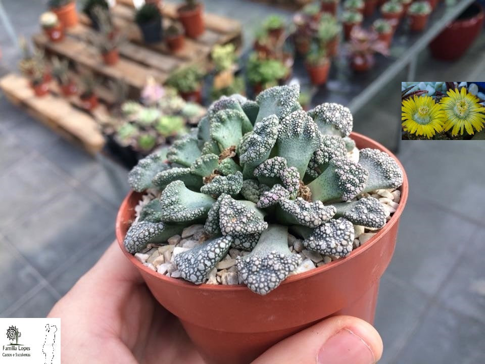 Titanopsis calcarea