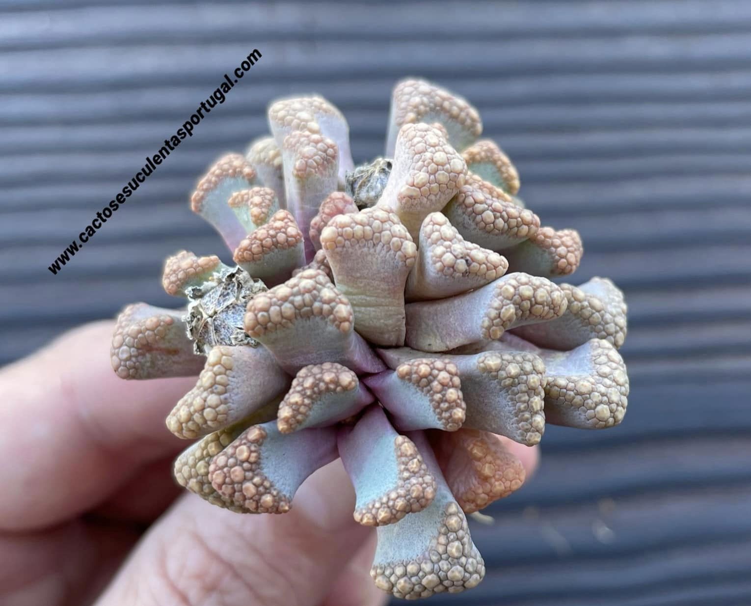 Titanopsis hugo-schlechteri
