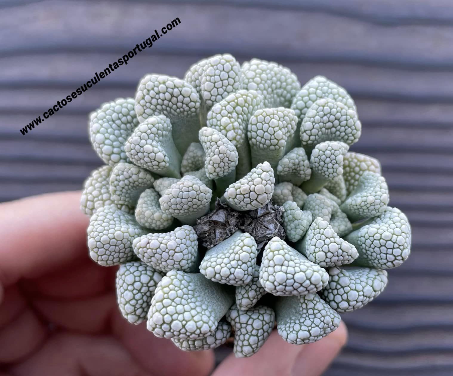 Titanopsis schwantesii