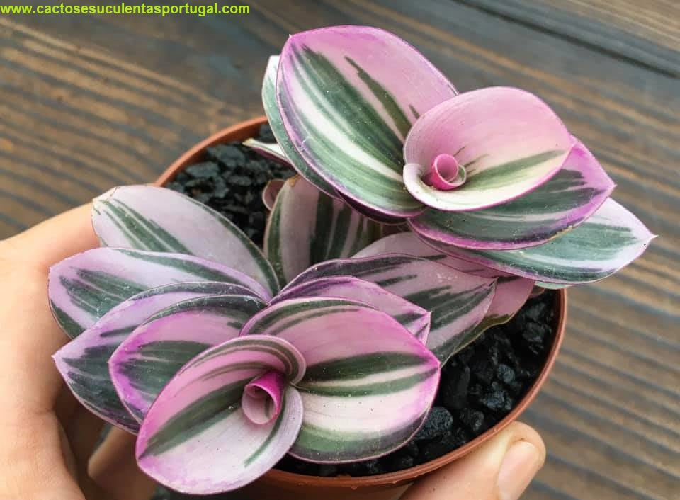 Tradescantia Nanouk 