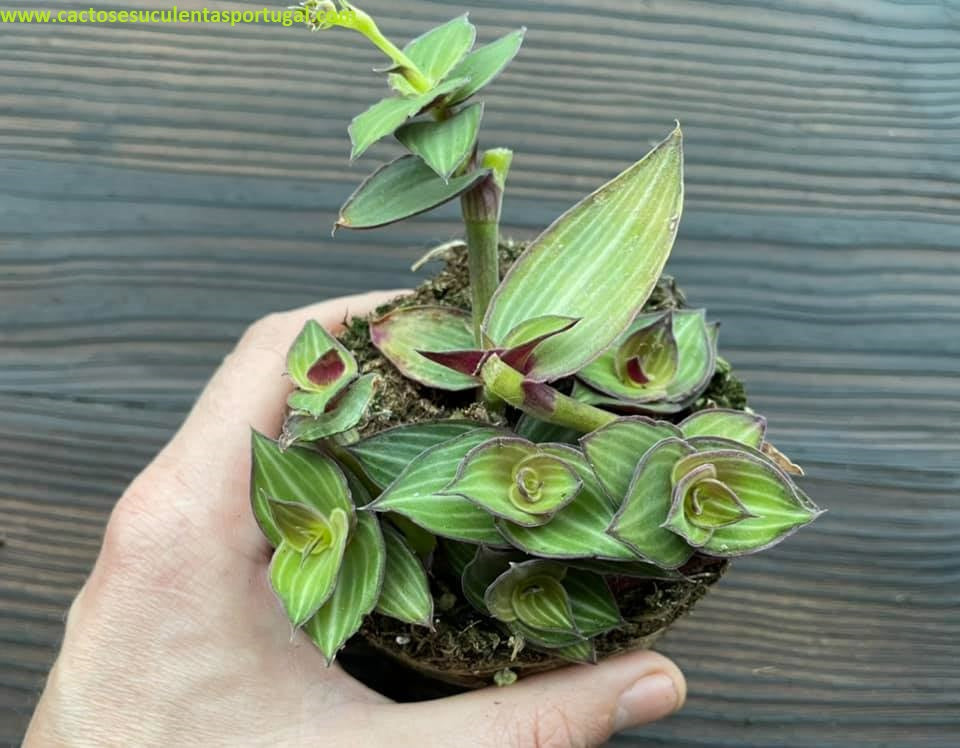 Tradescantia Zebrina