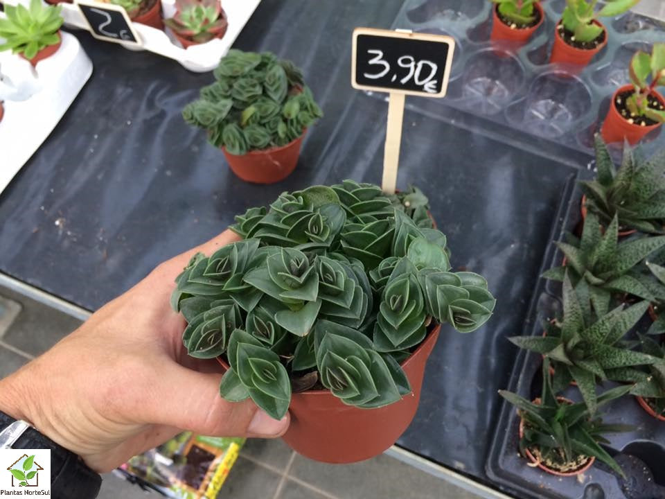 Tradescantia Navicularis