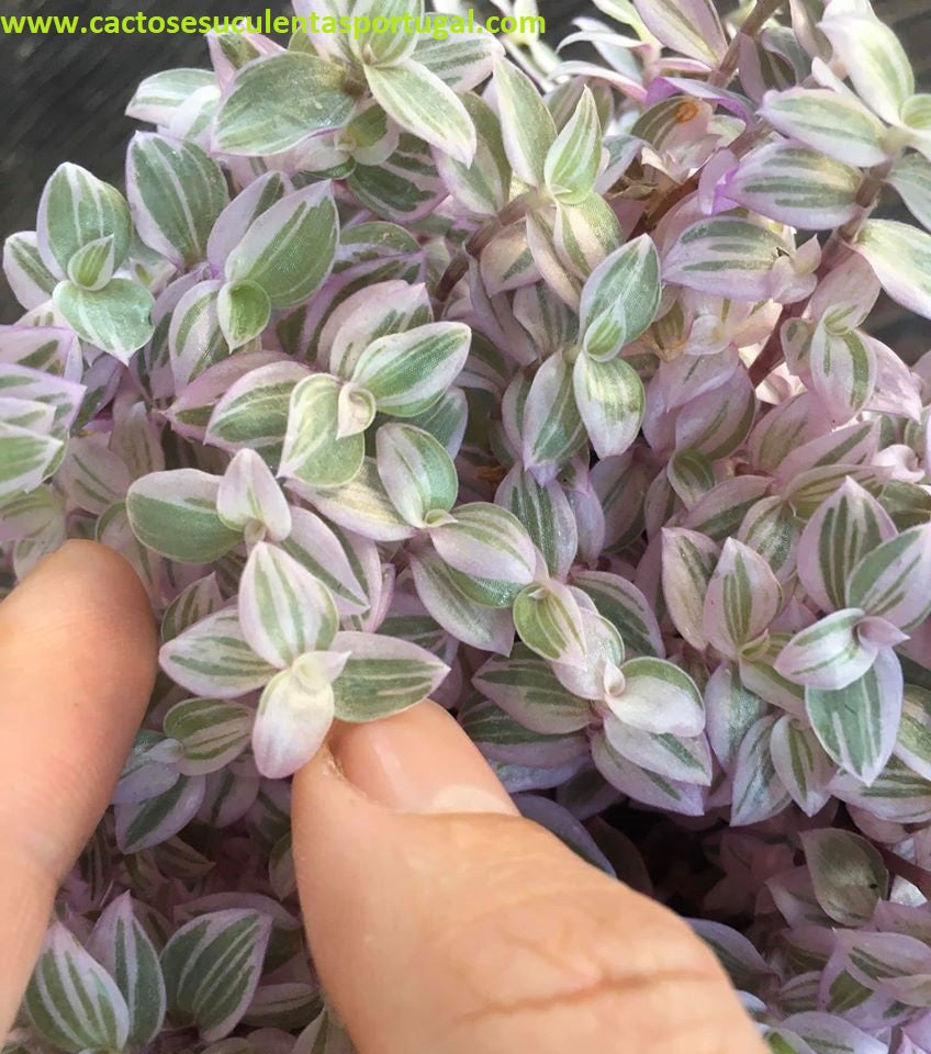 Tradescantia Minima Callisia Repens "pink panther" 