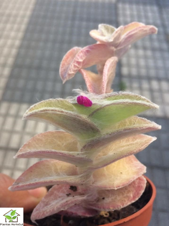 Tradescantia sillamontana