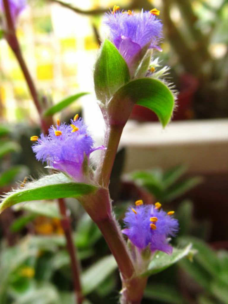 Tradescantia somaliensis