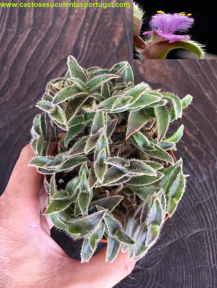Tradescantia somaliensis