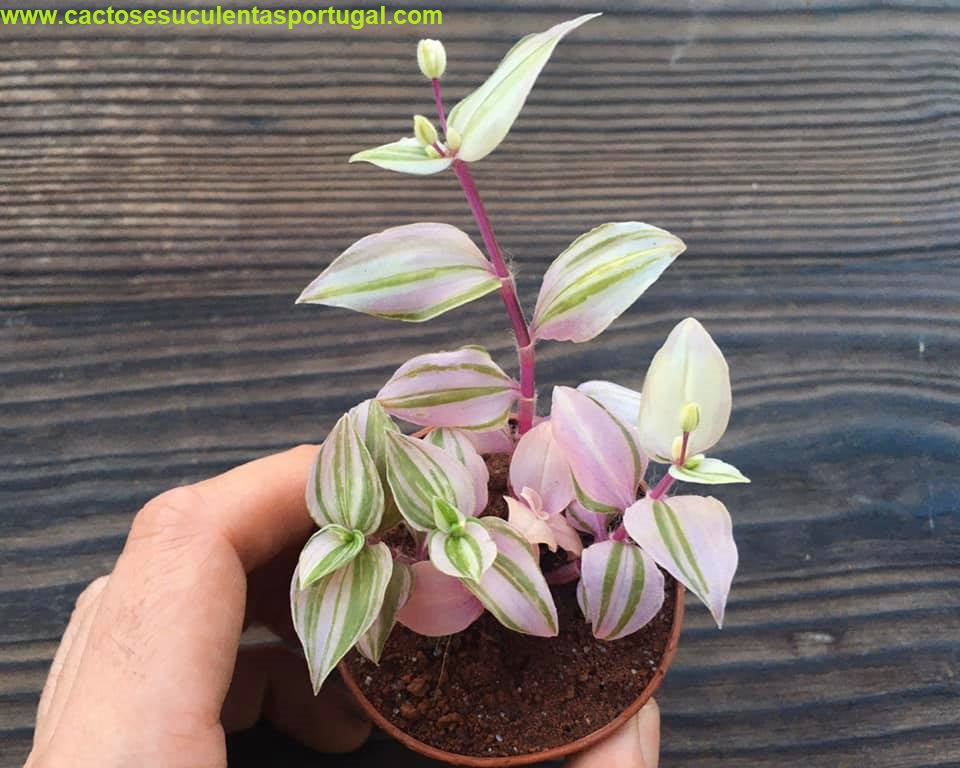 Tradescantia fluminensis 'Tricolor Minima'