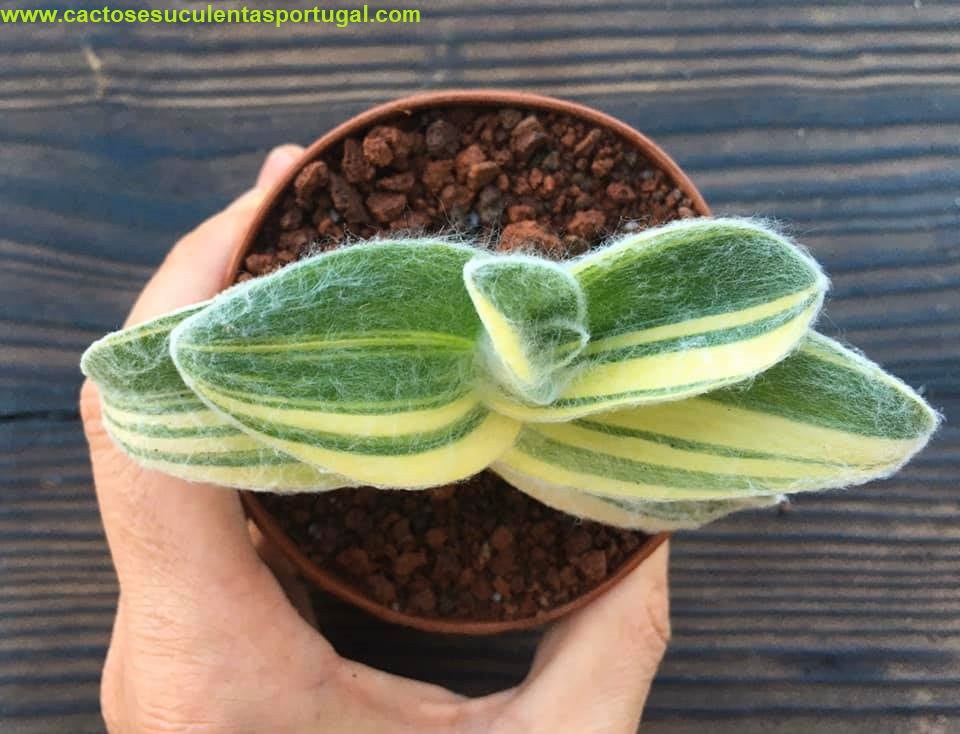 Tradescantia Sillamontana form. Variegata