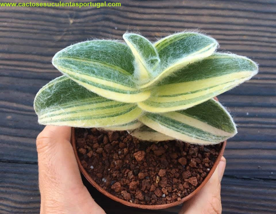 Tradescantia Sillamontana form. Variegata