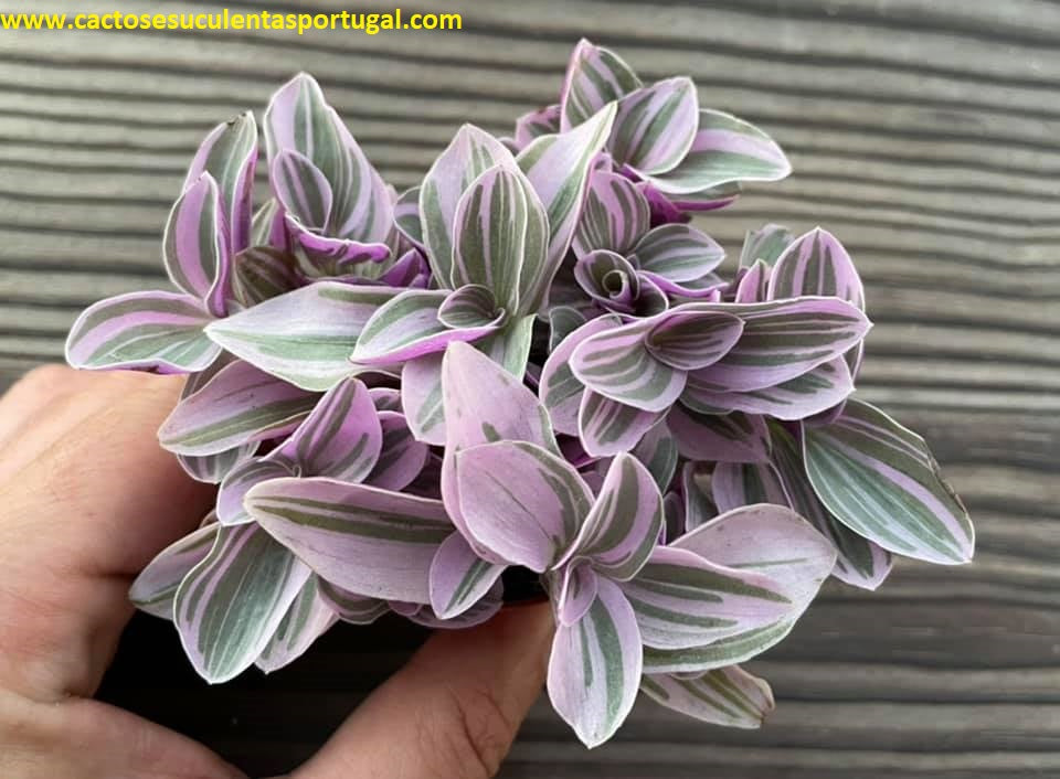 Tradescantia sweetness