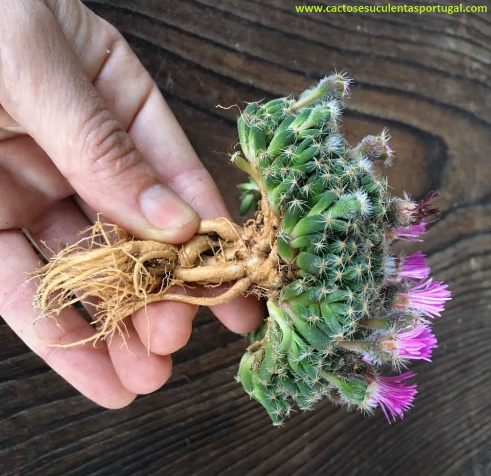 Trichodiadema Densum form. caudex