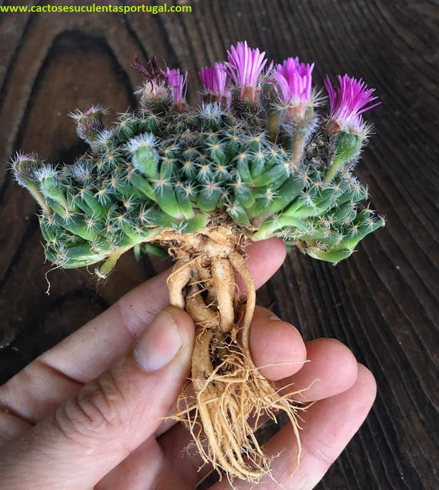 Trichodiadema Densum form. caudex