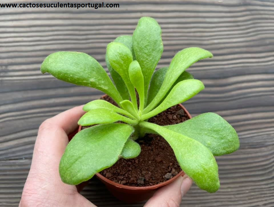 Tylecodon Paniculatus