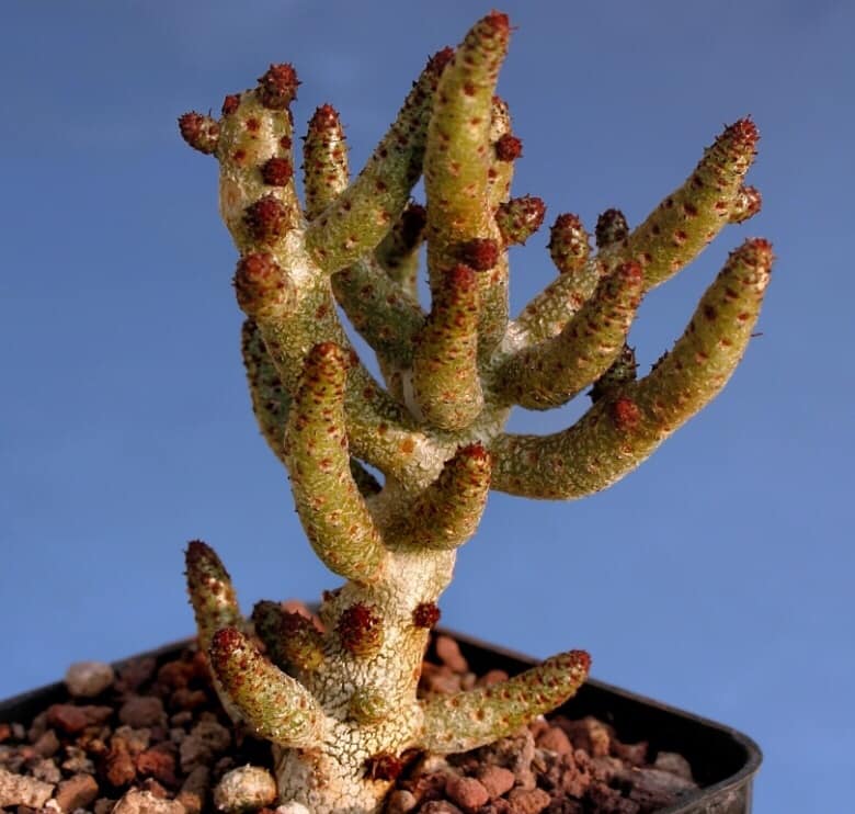 Tylecodon bucholzianus