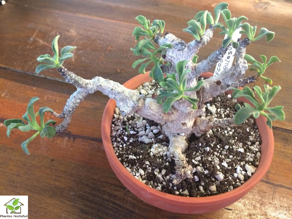 Tylecodon torulosus
