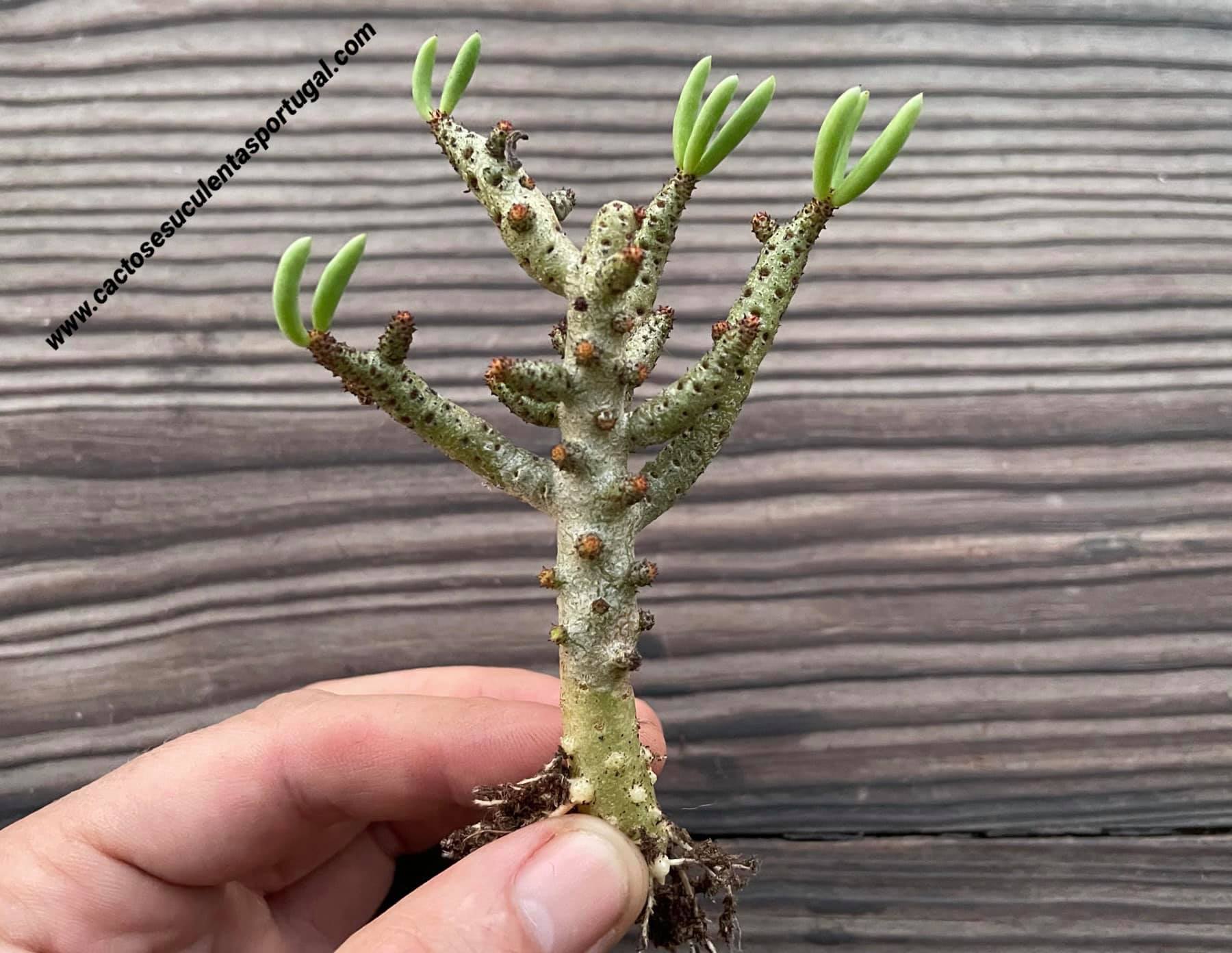 Tylecodon bucholzianus