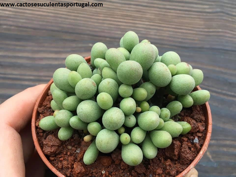 Tylecodon schaeferianus