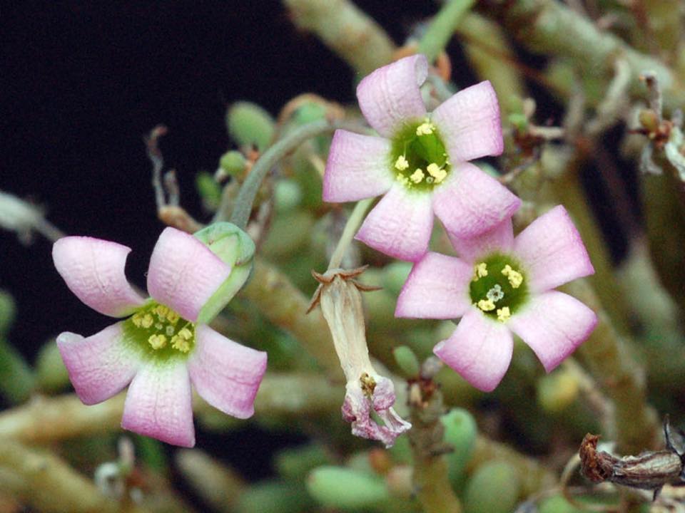 Tylecodon schaeferianus