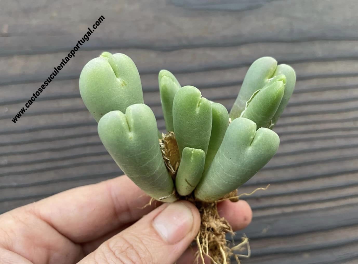Vanheerdea divergens