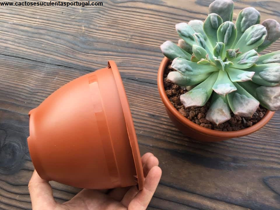 Vaso redondo 15cm de diâmetro, típico "Taizhou Kedi"