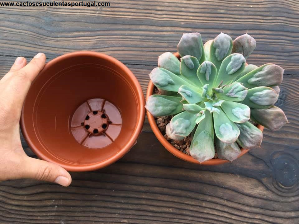 Vaso redondo 15cm de diâmetro, típico "Taizhou Kedi"