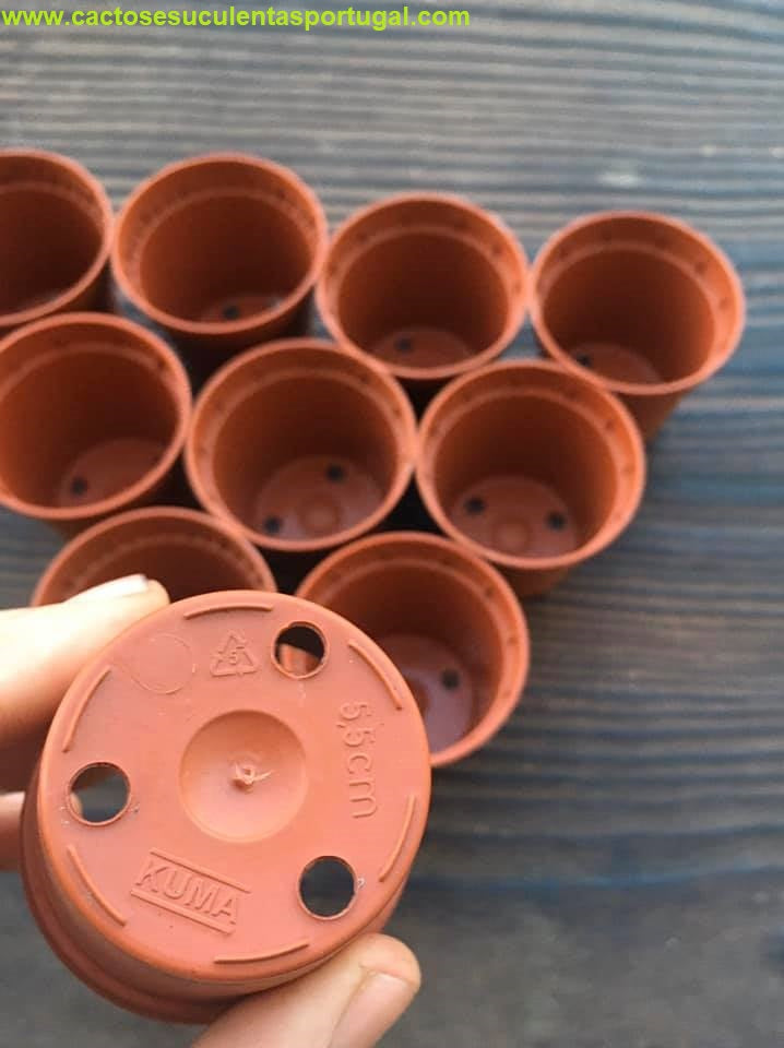 Vaso para multiplicação, acessórios